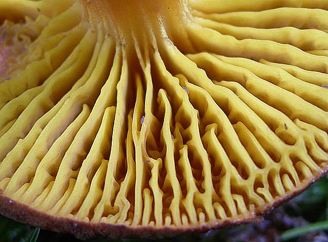 La  Flora  micologica  Alsaziana